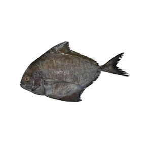 Fresh Fish Black Pomfret