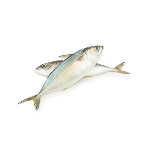 Mackerel Medium Fish