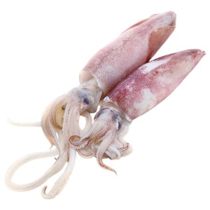 Fresh Squid