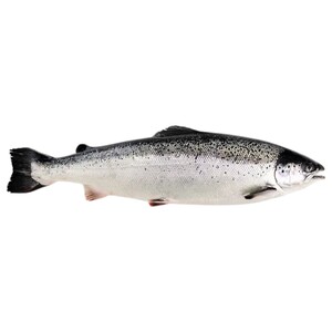 Norwegian Salmon