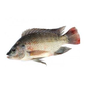 Fresh Tilapia