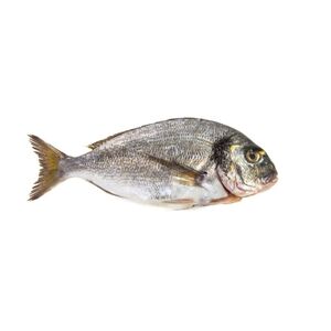 Sea Bream 400/600