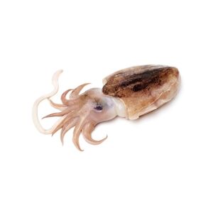 Cuttle Fish