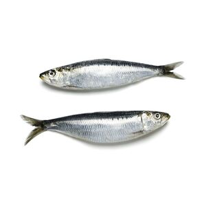 Sardine Fish