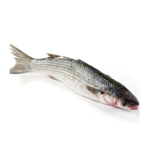 Grey Mullet (Biah) Fish