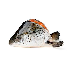 Salmon Fresh Head