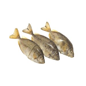 Fresh Safi Fish