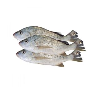 Negrour Fresh Fish