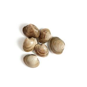 Fresh Clams