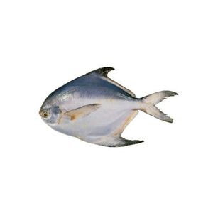 Silver Pomfret 300/500