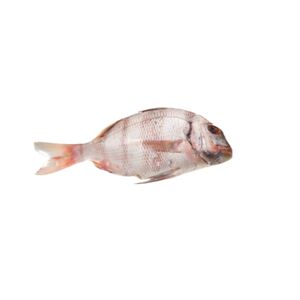 Kofer Fish