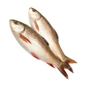 Rohu Fish India