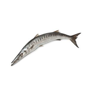 Barracuda Fish