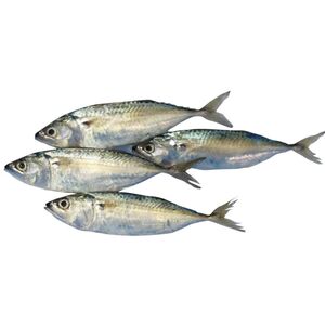 Mackerel Small