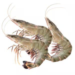 Shrimp 20/30