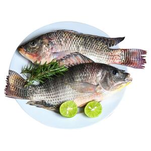 Tilapia ( C )