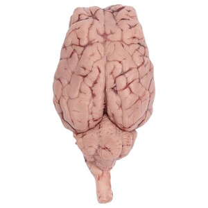 Lamb Brain