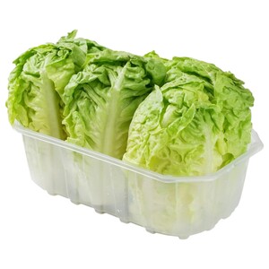 Lettuce Sucrine Baby Gem Pack