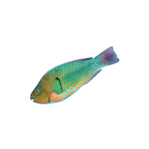 Parrot Fish
