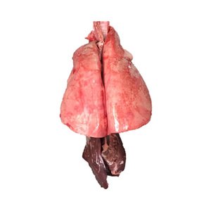 Maalak Sheep - معلاق غنم