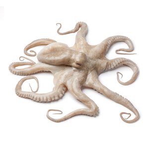 Octopus Fresh - اخطبوط
