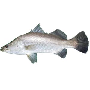 Barramundi Fish
