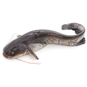 Cat Fish