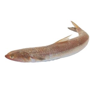 Macarona Fish