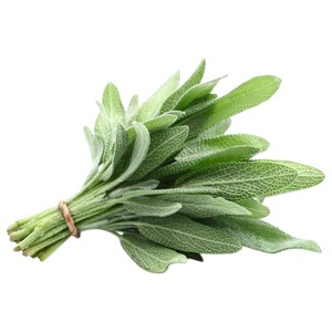 Sage