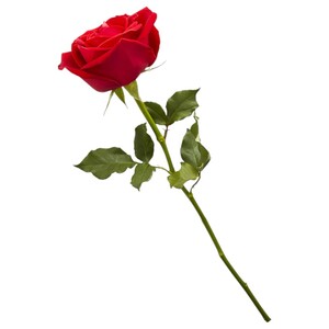 Single Rose Red Standard