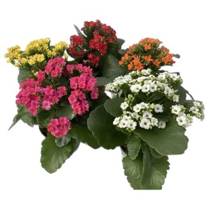 Kalanchoe Mix Color Plant