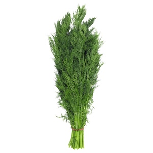 Fennel Choumar