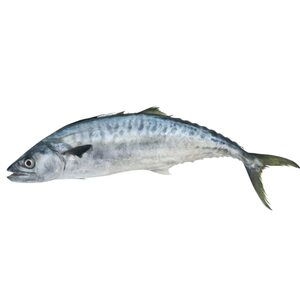 King Fish (C)