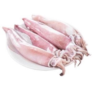 Squid (C)