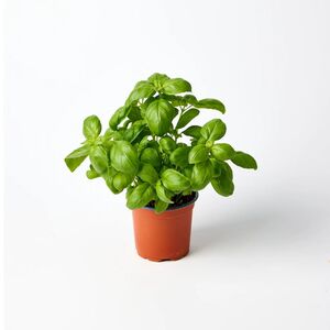 Basil Pot
