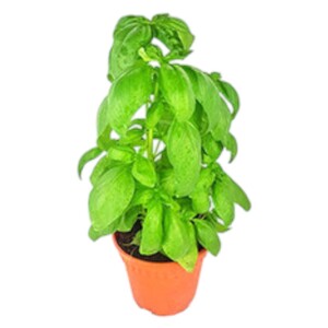 Basil Pots - حبق /Pcs