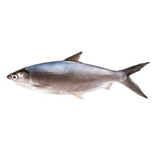 Fresh Milk Fish
