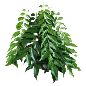 Curry Leaves Kg