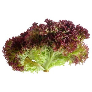 Lettuce Lollo Bionde