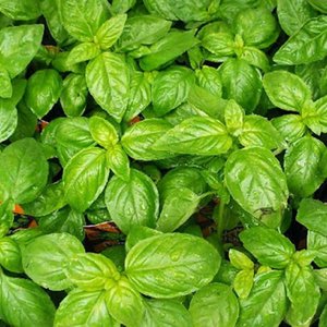 Basil Leaves Uae 100G
