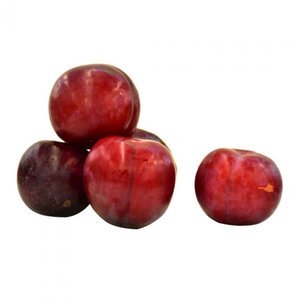 Plums Red
