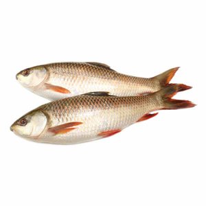 Rahoo Fish