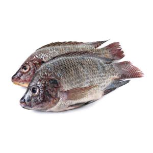 Fish Tilapia