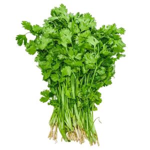 Fresh Coriander