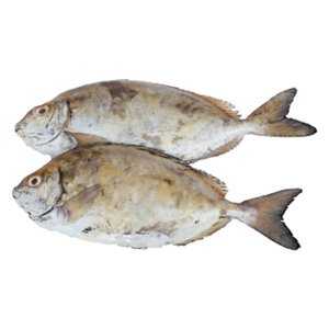 Fresh Fish Safi