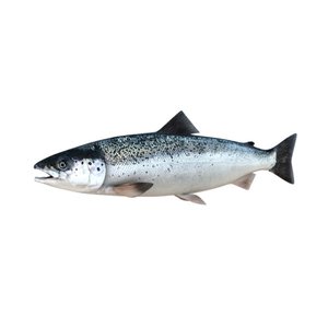 Fresh Salmon Slice-Norway/Kg