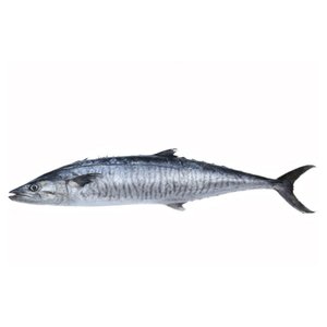 Fresh King Fish Big-Uae/Kg