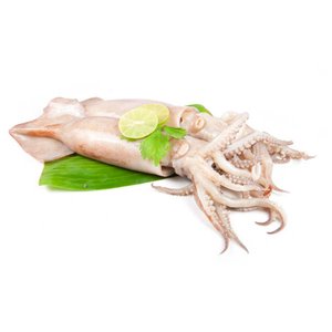 Fresh Squid Big Uae