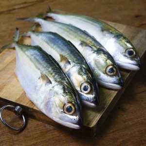 Fresh Mackerel /Garfa Uae