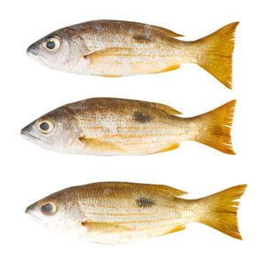 Fresh Naissar Uae